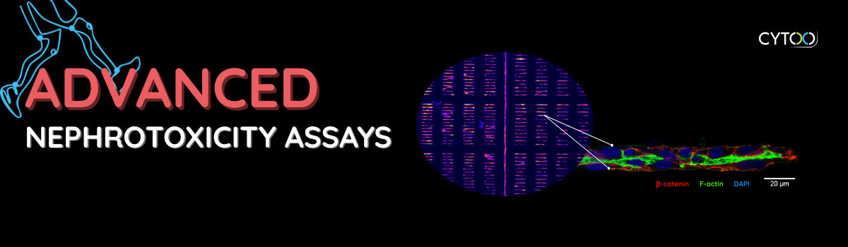 nephrotoxicity assays CYTOO