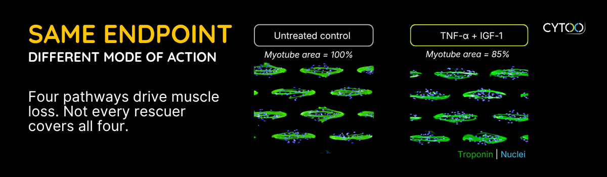 MyoScreen muscle wasting assay: untreated control myotubes and TNF-alpha plus IGF-1 rescued myotubes, troponin and nuclei staining
