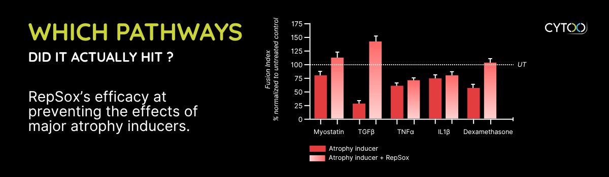 GLP-1 Muscle Loss CYTOO