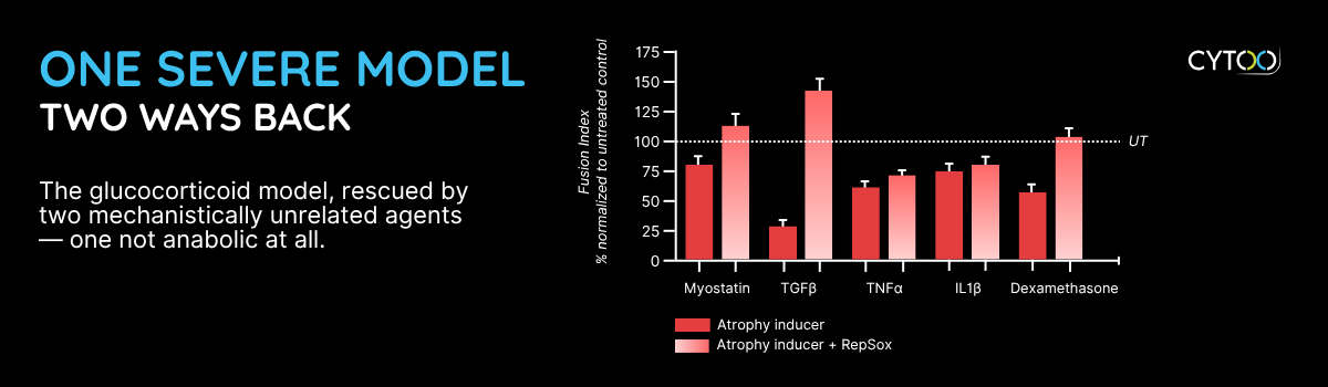 Sarcopenia Assay: Mass Gain Isn't Function | CYTOO